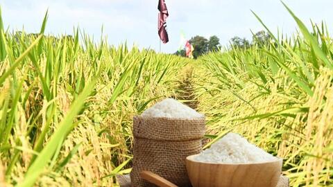 Giá lúa gạo hôm nay ngày 2/12: Lúa tươi đồng loạt tăng mạnh