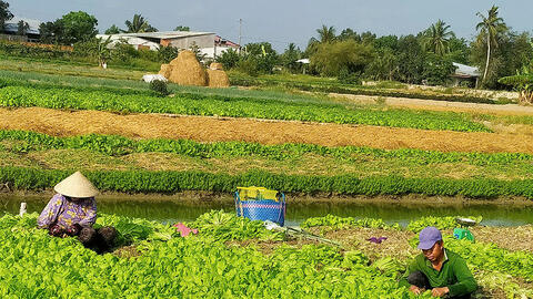 Nguồn cung dồi dào, giá rau giảm