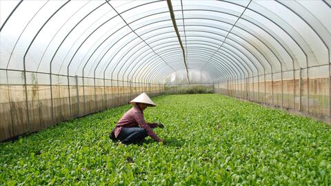 Nông nghiệp hữu cơ - hướng đi tất yếu