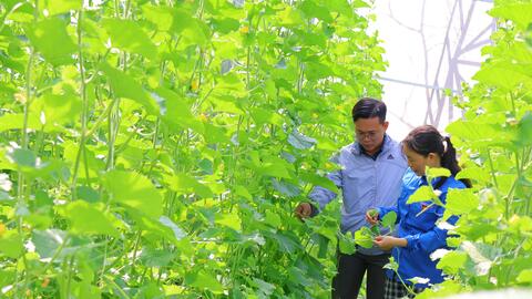 Nông dân bắt nhịp “đón” thị trường Tết